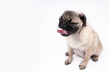 Beyaz arka plan üzerinde izole pug köpek yavrusu. Mutlu köpek kavramı. Metin için ile yer