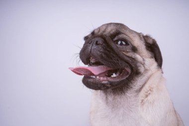 Beyaz arka plan üzerinde izole pug köpek yavrusu. Mutlu köpek kavramı. Metin için ile yer