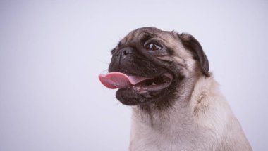 Beyaz arka plan üzerinde izole pug köpek yavrusu. Mutlu köpek kavramı. Metin için ile yer