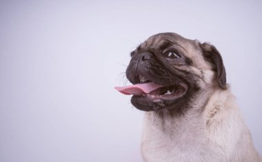 Beyaz arka plan üzerinde izole pug köpek yavrusu. Mutlu köpek kavramı. Metin için ile yer