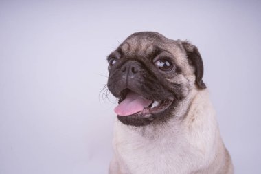 Beyaz arka plan üzerinde izole pug köpek yavrusu. Mutlu köpek kavramı. Metin için ile yer