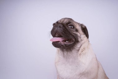 Beyaz arka plan üzerinde izole pug köpek yavrusu. Mutlu köpek kavramı. Metin için ile yer