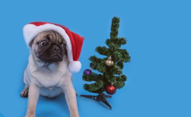 Köpek doğurmak boksör, köpek Noel Baba gibi bir kap içinde. Üzerinde mavi arka plan izole köpek yavrusu. Mutlu Noel ve yeni yıl kavramı. Metin için ile yer
