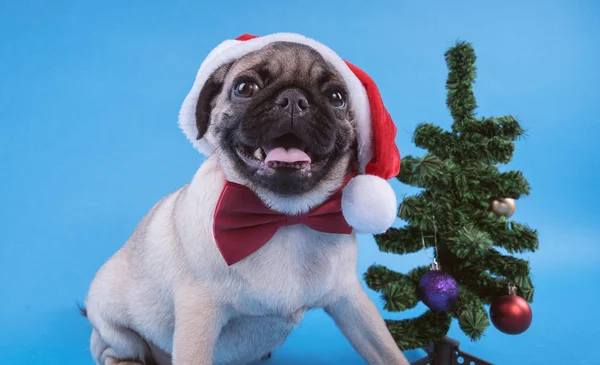 Welpen Züchten Mops Hund Mit Mütze Wie Weihnachtsmann Welpe Isoliert — Stockfoto