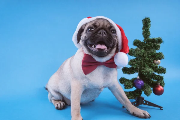 Puppy Race Carlin Chien Dans Une Casquette Comme Père Noël — Photo