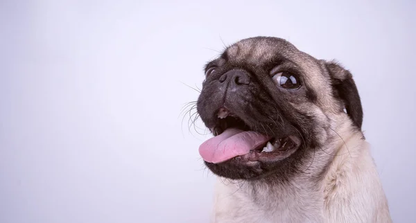 Cachorro Pug Aislado Sobre Fondo Blanco Concepto Perros Felices Con —  Fotos de Stock