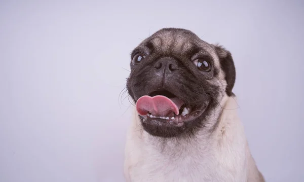 Mops Štěně Izolovaných Bílém Pozadí Pojem Šťastné Psy Prostorem Pro — Stock fotografie