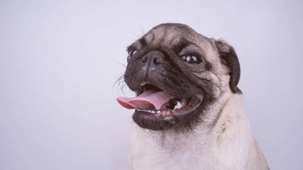 Cachorro Pug Aislado Sobre Fondo Blanco Concepto Perros Felices Con —  Fotos de Stock