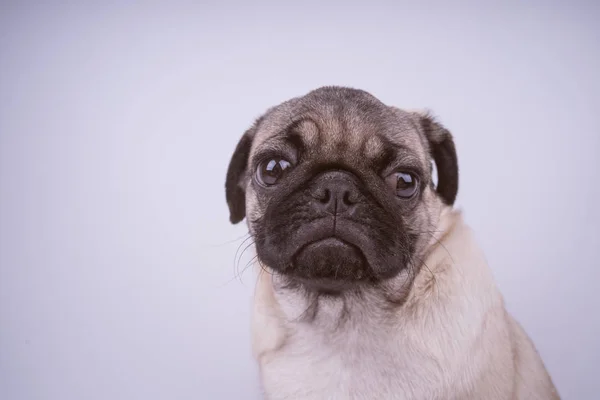 Pug Chiot Isolé Sur Fond Blanc Concept Chiens Heureux Avec — Photo