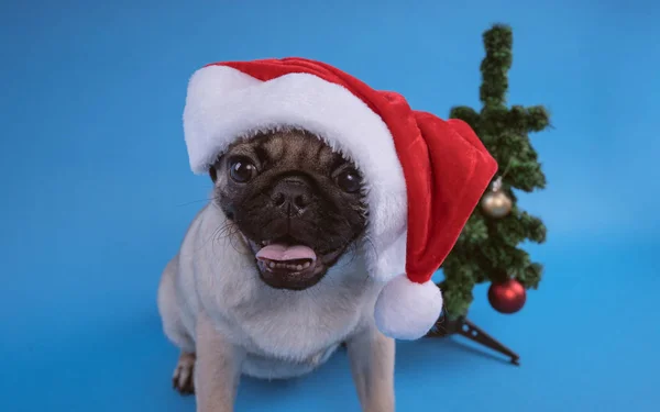 Cachorrinho Raça Pug Cão Boné Como Pai Natal Filhote Cachorro — Fotografia de Stock