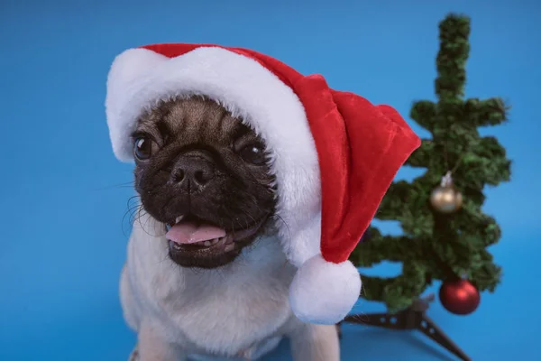 Puppy Race Carlin Chien Dans Une Casquette Comme Père Noël — Photo