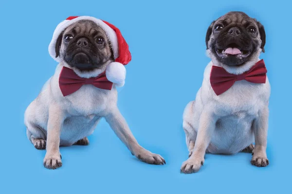 Puppy Race Carlin Chien Dans Une Casquette Comme Père Noël — Photo