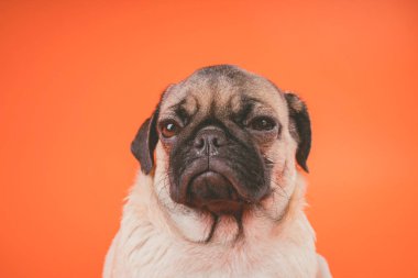 Komik pug köpek yavrusu, turuncu zemin üzerine. Kamera için poz pug