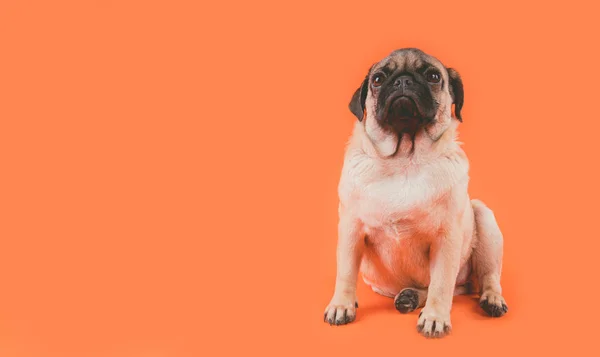 Grappige Pug Puppy Een Oranje Achtergrond Pug Poseren Voor Camera — Stockfoto