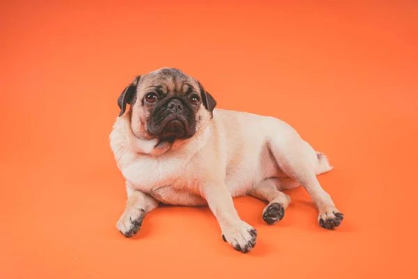 Funny pug puppy, on orange background. Pug posing for the camera