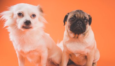 Pug ve beyaz Spitz oturma turuncu arka yanında. Bir köpeğin dostluk kavramı