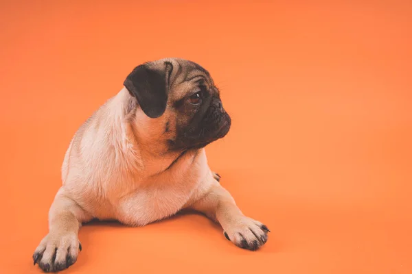 Sad puppy of a pug, on an orange background. Garus dog