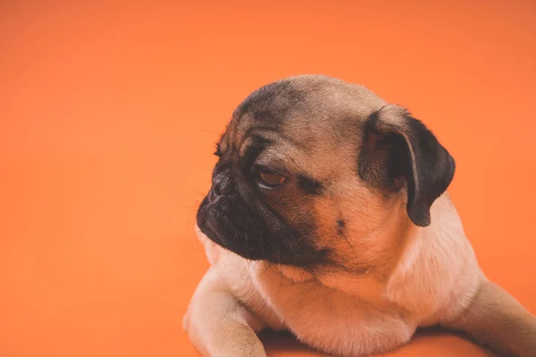 Sad puppy of a pug, on an orange background. Garus dog