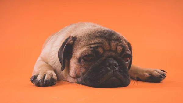 Sad puppy of a pug, on an orange background. Garus dog