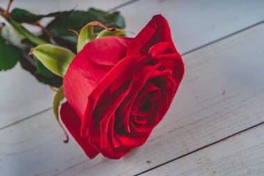 Kırmızı bir ahşap zemin, su üzerine gül yaprakları üzerinde bırakır. Renkli güzel çiçek tebrik kartları için sanatsal görüntüsü. Saint Valentine arka plan kırmızı gül ile bayram