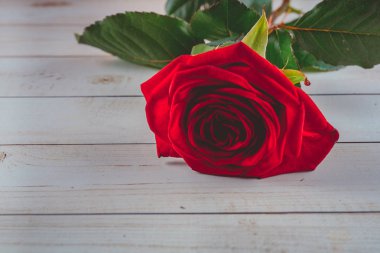 Kırmızı bir ahşap zemin, su üzerine gül yaprakları üzerinde bırakır. Renkli güzel çiçek tebrik kartları için sanatsal görüntüsü. Saint Valentine arka plan kırmızı gül ile bayram