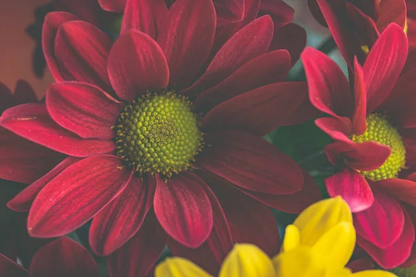 Still life of red and yellow flowers