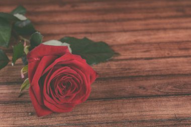 Kırmızı bir ahşap zemin, su üzerine gül yaprakları üzerinde bırakır. Renkli güzel çiçek tebrik kartları için sanatsal görüntüsü. Saint Valentine arka plan kırmızı gül ile bayram