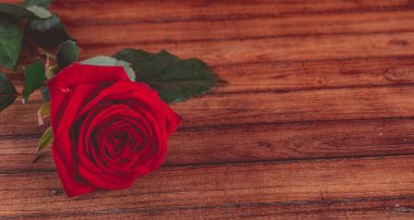 Kırmızı bir ahşap zemin, su üzerine gül yaprakları üzerinde bırakır. Renkli güzel çiçek tebrik kartları için sanatsal görüntüsü. Saint Valentine arka plan kırmızı gül ile bayram