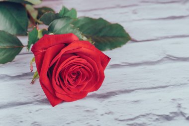 Kırmızı su ile gül yaprakları üzerinde bırakır. Renkli güzel çiçek tebrik kartları için sanatsal görüntüsü. Saint Valentine arka plan kırmızı gül ile bayram