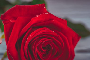 Kırmızı su ile gül yaprakları üzerinde bırakır. Renkli güzel çiçek tebrik kartları için sanatsal görüntüsü. Saint Valentine arka plan kırmızı gül ile bayram