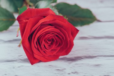 Kırmızı su ile gül yaprakları üzerinde bırakır. Renkli güzel çiçek tebrik kartları için sanatsal görüntüsü. Saint Valentine arka plan kırmızı gül ile bayram