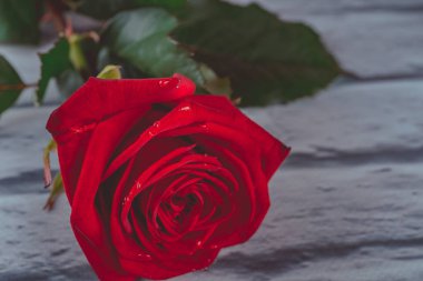 Kırmızı su ile gül yaprakları üzerinde bırakır. Renkli güzel çiçek tebrik kartları için sanatsal görüntüsü. Saint Valentine arka plan kırmızı gül ile bayram