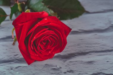 Kırmızı su ile gül yaprakları üzerinde bırakır. Renkli güzel çiçek tebrik kartları için sanatsal görüntüsü. Saint Valentine arka plan kırmızı gül ile bayram
