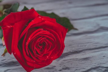 Kırmızı su ile gül yaprakları üzerinde bırakır. Renkli güzel çiçek tebrik kartları için sanatsal görüntüsü. Saint Valentine arka plan kırmızı gül ile bayram