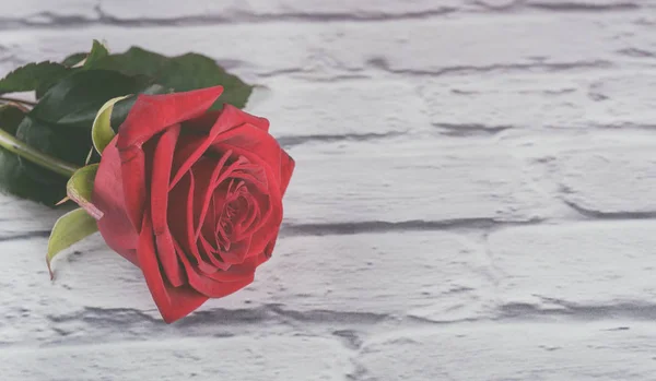 Rosa Roja Con Gotas Agua Los Pétalos Imagen Artística Colorida —  Fotos de Stock