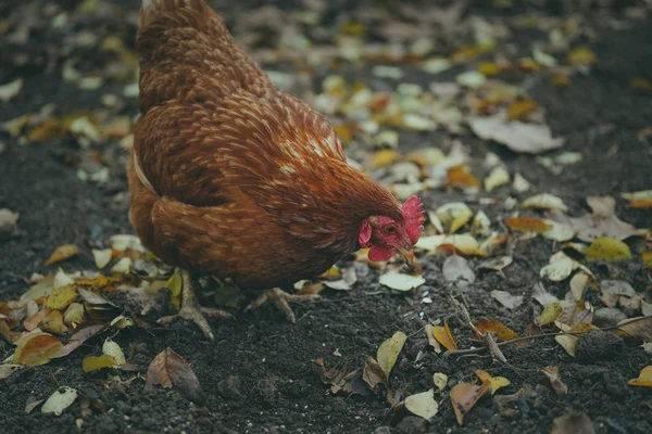 Csirke Sétál Kertben Csirke Szabadon Legel Fűben Szabad Hely Csirketartó — Stock Fotó