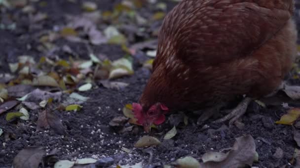 Chicken Walks Garden Chicken Graze Freely Grass Free Space Chicken — Stock Video
