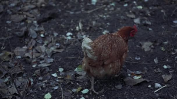 Hühner Spazieren Garten Hühner Grasen Frei Auf Dem Gras Freier — Stockvideo