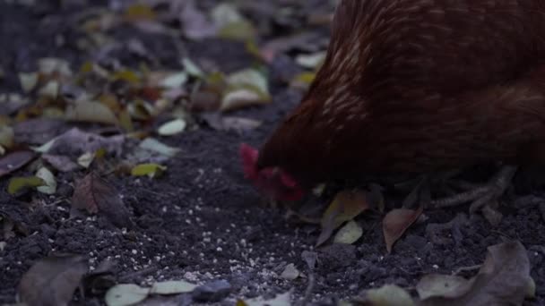 庭を鶏が歩いている 芝生の上で鶏の放牧 無料のスペース 養鶏場 — ストック動画