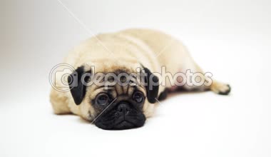 Beyaz background.portrait büyük hüzünlü gözleri bir şirin pug köpek komik Pug köpeklerine ve beyaz zemin üzerine soru sorma bir göz, bej pug beyaz bir arka plan üzerinde kocaman gözleri ile