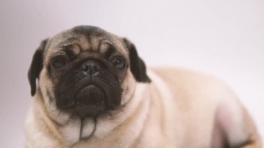 Beyaz background.portrait büyük hüzünlü gözleri bir şirin pug köpek komik Pug köpeklerine ve beyaz zemin üzerine soru sorma bir göz, bej pug beyaz bir arka plan üzerinde kocaman gözleri ile