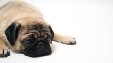 Beyaz background.portrait büyük hüzünlü gözleri bir şirin pug köpek komik Pug köpeklerine ve beyaz zemin üzerine soru sorma bir göz, bej pug beyaz bir arka plan üzerinde kocaman gözleri ile