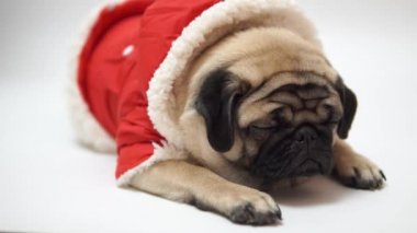 Beyaz background.portrait büyük hüzünlü gözleri bir şirin pug köpek komik Pug köpeklerine ve beyaz zemin üzerine soru sorma bir göz, bej pug beyaz bir arka plan üzerinde kocaman gözleri ile