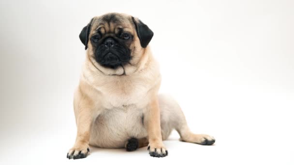 Funny Pug Puppy White Background Portrait Cute Pug Dog Big — 图库视频影像