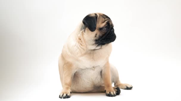 Смешной Щенок Мопса Белом Фоне Портрет Милой Мопской Собаки Большими — стоковое видео