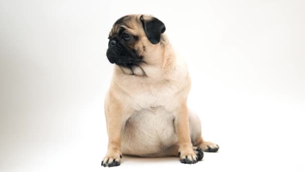 Funny Pug Puppy White Background Portrait Cute Pug Dog Big — 图库视频影像