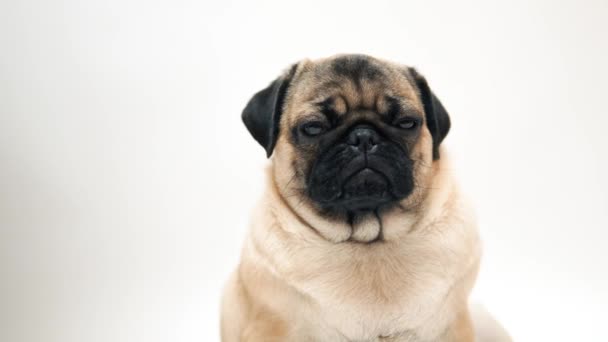 Funny Pug Puppy White Background Portrait Cute Pug Dog Big — Stock Video