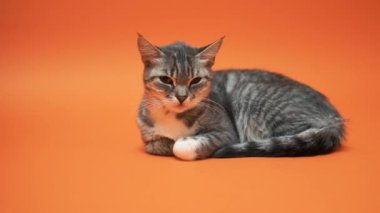 Turuncu zemin üzerine gri kedi