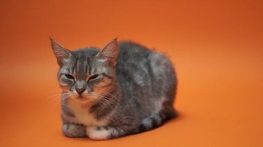 Turuncu zemin üzerine gri kedi