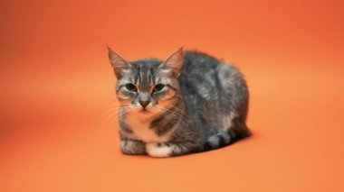 Turuncu zemin üzerine gri kedi